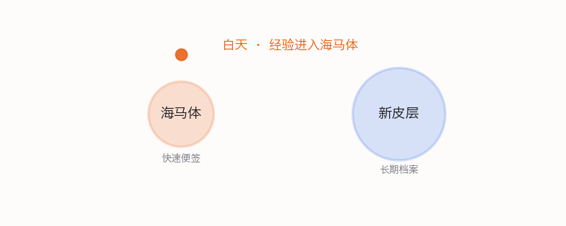 海马体把白天的信息重播给新皮层